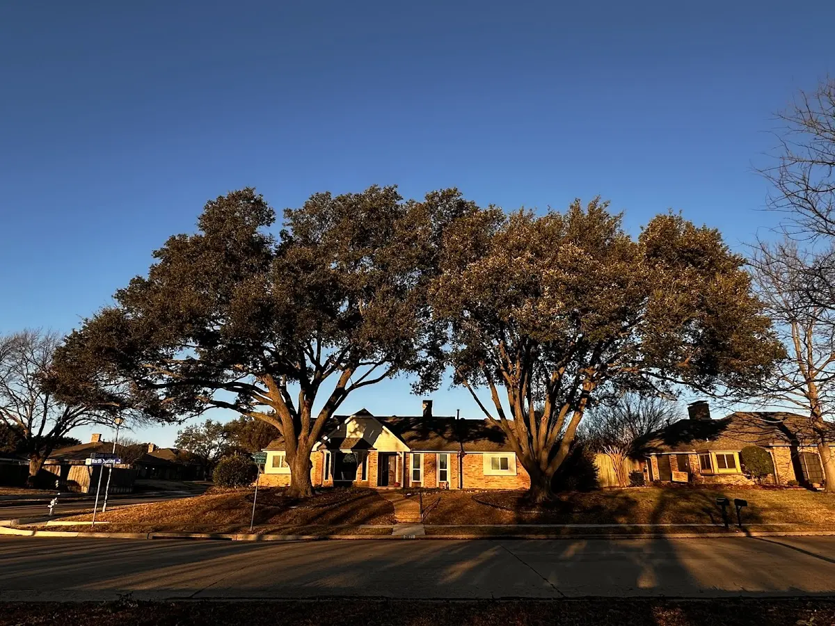 Established residential canopy tree shading a home in Cody